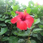 Quinta Da Maria Horta (Azores)