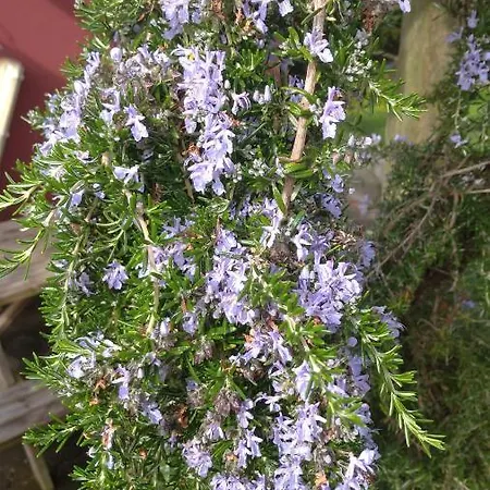 Quinta Da Maria * Horta (Azores)