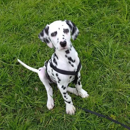 Chalet Quinta Da Maria *