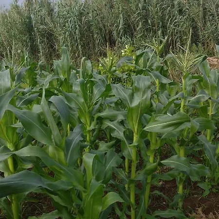 Quinta Da Maria Horta (Azores)