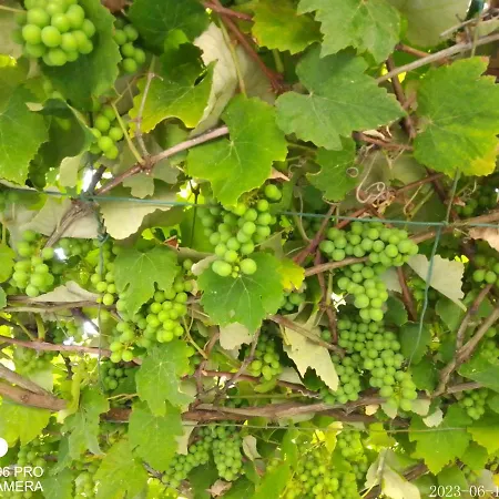 Quinta Da Maria Chalet Horta (Azores)