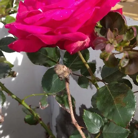 Domek alpejski Quinta Da Maria