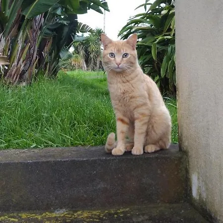 Quinta Da Maria Domek alpejski