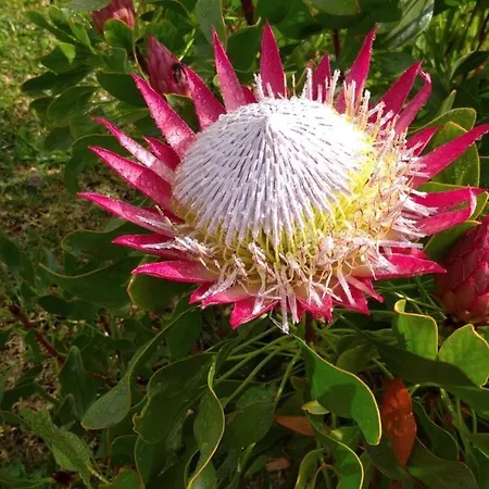 Quinta Da Maria Domek alpejski