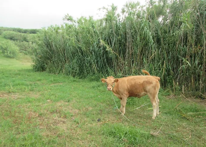 Quinta Da Maria Шале