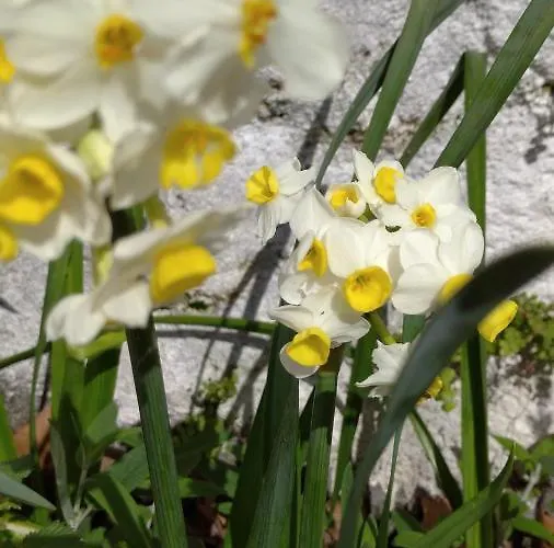 Шале Quinta Da Maria Орта