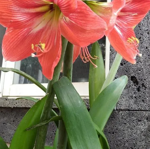 Шале Quinta Da Maria Орта