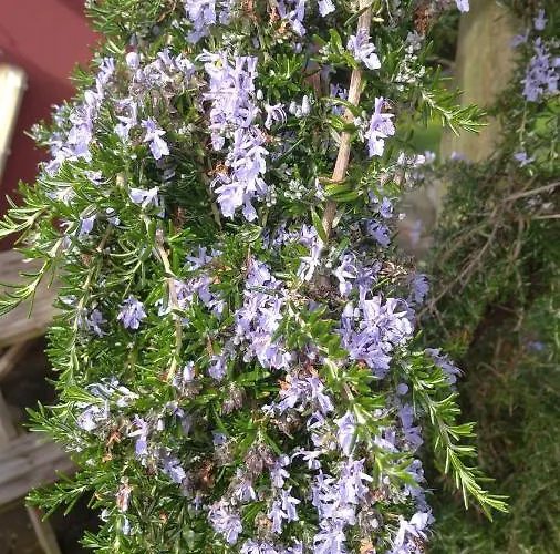 Quinta Da Maria * Орта