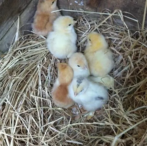 Quinta Da Maria Шале *